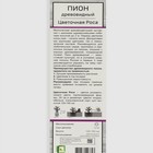 Пион древовидный (привитый на травянистый) "Цветочная Роса ", 1 шт, туба, Весна 2025 9581770 - фото 4336840