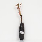 Пион древовидный (привитый на травянистый) "Цветы Дракона ", 1 шт, туба, Лето 2025 - фото 41318176