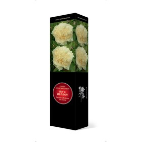 Пион древовидный  Люкс 