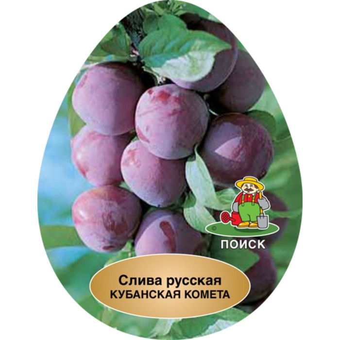 Слива русская (Алыча) 