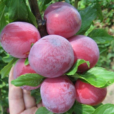 Слива русская (Алыча)  "Несмеяна ", 1 шт, туба, Весна 2023