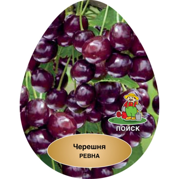 Черешня  Ревна , 1 шт, туба, Весна 2023