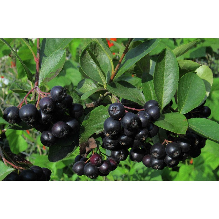 Арония черноплодная, туба, 1 шт, Весна 2024