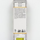 Актинидия аргута «Иссей », саженец, туба,1 шт. - фото 41318182