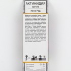 Актинидия аргута Кенс Рэд 1 шт., туба Весна 2026 - Фото 2