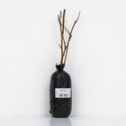 Актинидия аргута Кенс Рэд 1 шт., туба Весна 2026  (артикул 9581833)  большой выбор товаров оптом и в розницу по низким ценам с доставкой