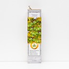 Актинидия аргута "Таежный дар ", 1 шт, туба, Весна 2024 - Фото 1