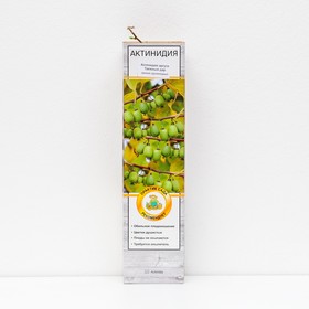 Актинидия аргута 