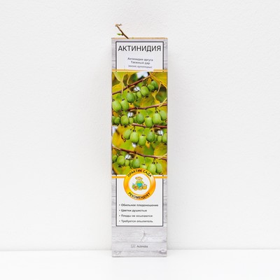 Актинидия аргута "Таежный дар ", 1 шт, туба, Весна 2024
