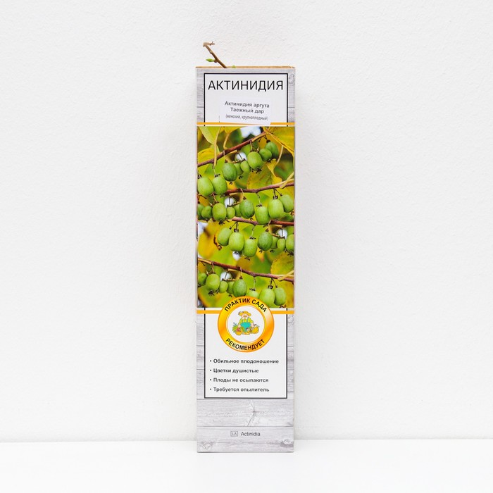 Актинидия аргута "Таежный дар ", 1 шт, туба, Весна 2024 - Фото 1