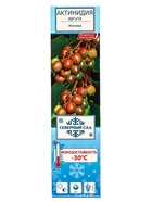 Актинидия аргута (Серия Северный сад) «Женева », саженец,1 шт., туба - фото 41318185