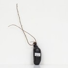 Актинидия аргута Сладкий (мужской опылитель) Северный сад 1 шт., туба Весна 2026 - Фото 3