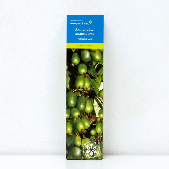 Актинидия гибридная Ароматная 1 шт., туба Весна 2026 - Фото 1