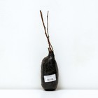 Актинидия гибридная Ароматная 1 шт., туба Весна 2026 - Фото 3