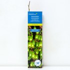 Актинидия коломикта (Северный Сад) Сентябрьская 1 шт., туба Весна 2026 - Фото 1