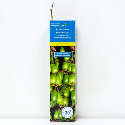 Актинидия коломикта (Северный Сад) Сентябрьская 1 шт., туба Весна 2026