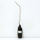 Актинидия коломикта (Северный Сад) Сентябрьская 1 шт., туба Весна 2026  (артикул 9581841)  большой выбор товаров оптом и в розницу по низким ценам с доставкой