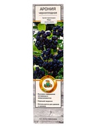 Арония черноплодная «Хугин », саженец,1 шт., туба - фото 41318189