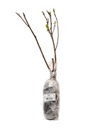 Арония черноплодная «Хугин », саженец,1 шт., туба - фото 41318191