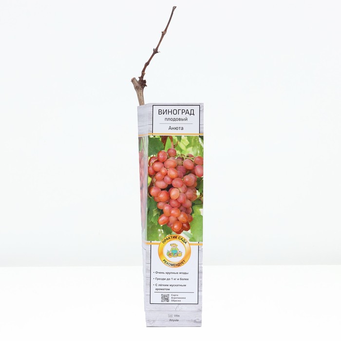 Виноград плодовый "Анюта ", 1 шт, туба, Весна 2024 - Фото 1