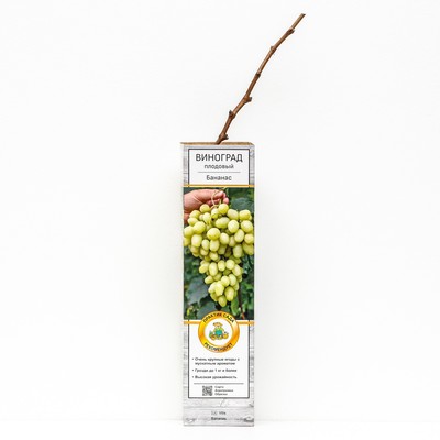 Виноград плодовый "Бананас", 1 шт, туба, Весна 2024