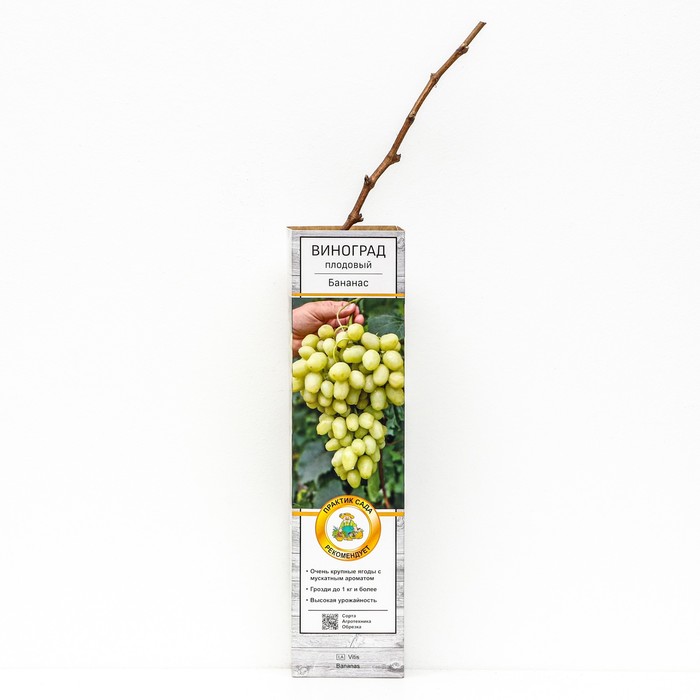 Виноград плодовый "Бананас", 1 шт, туба, Весна 2024 - Фото 1