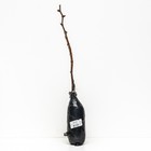 Виноград плодовый Бананас 1 шт., туба Весна 2026 - Фото 3