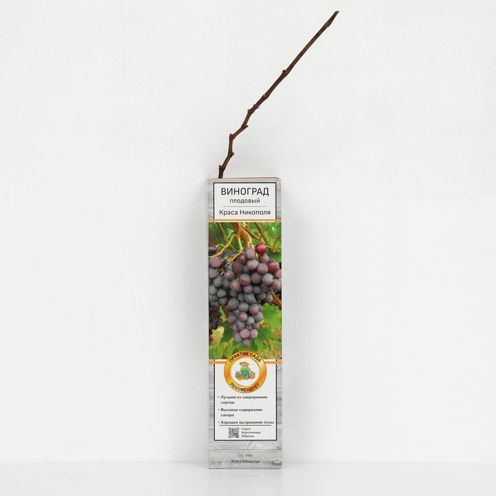 Виноград плодовый "Краса Никополя", 1 шт, туба, Весна 2024 - Фото 1