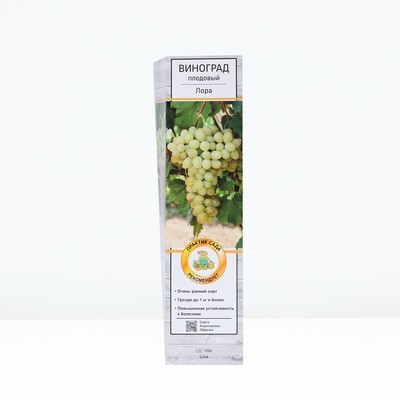 Виноград плодовый "Лора", туба, 1 шт, Весна 2024
