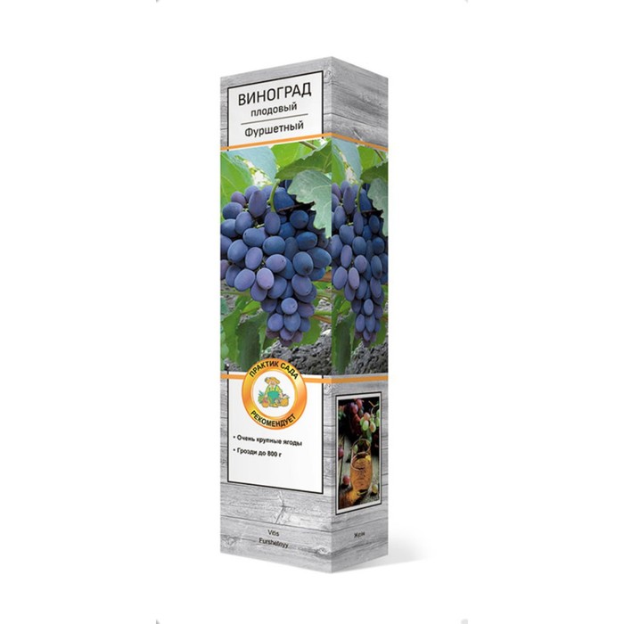 Виноград плодовый  "Аттика", туба, 1 шт, Весна 2024 - Фото 1