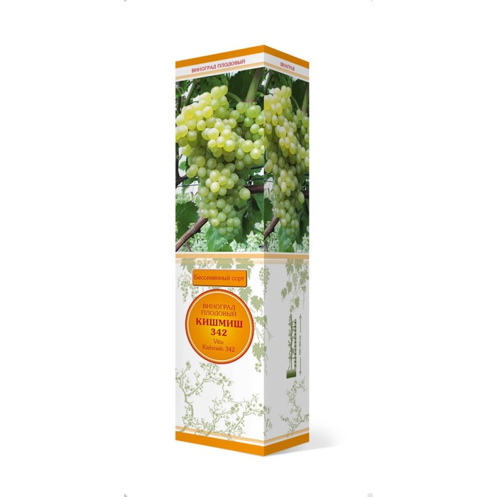 Виноград плодовый (бессемянные сорта) 