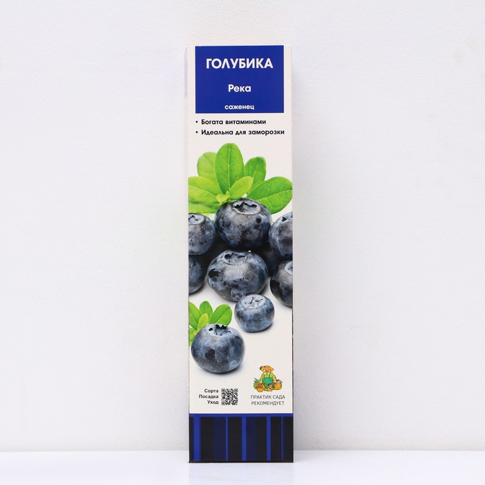 Голубика высокорослая Река 1 шт., туба Весна 2026