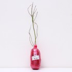 Голубика высокорослая Аврора 1 шт., туба Весна 2026  (артикул 9581886)  большой выбор товаров оптом и в розницу по низким ценам с доставкой