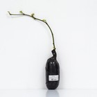 Ежевика Диксен Тонлес 1 шт., туба, Весна 2026 - Фото 3