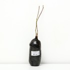 Ежевика Кайова 1 шт., туба, Весна 2026 - Фото 2