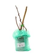 Ежевика Чачанска Бестрна 1 шт., туба, Весна 2026 - Фото 4