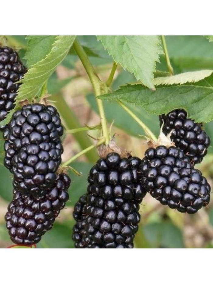 Ежевика Люкс Коламбия Стар 1 шт., туба, Весна 2026 - Фото 1