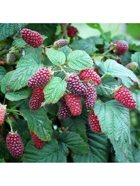 Ежевика Люкс 