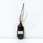 Жимолость съедобная (Серия Северный Сад) «Лазурит», 1 шт., туба, Весна 2025 - Фото 3