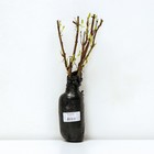 Жимолость плодовая (Северный Сад) Лазурная 1 шт., туба, Весна 2026 - Фото 3