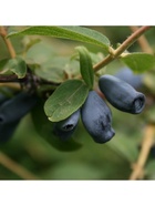 Жимолость съедобная (Серия Северный Сад) "Леня", 1 шт, туба, Весна 2025  (артикул 9581925)  большой выбор товаров оптом и в розницу по низким ценам с доставкой