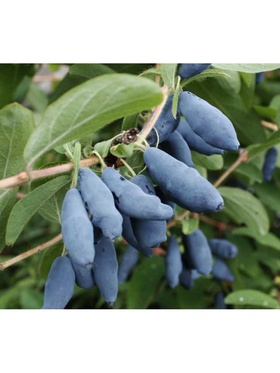 Жимолость съедобная (Серия Северный Сад) 