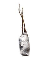 Жимолость «Павловская», саженец, 1 шт., туба - Фото 4