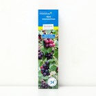 Ирга канадская (Северный Сад) Красноярская 1 шт., туба, Весна 2026  (артикул 9581963)  большой выбор товаров оптом и в розницу по низким ценам с доставкой