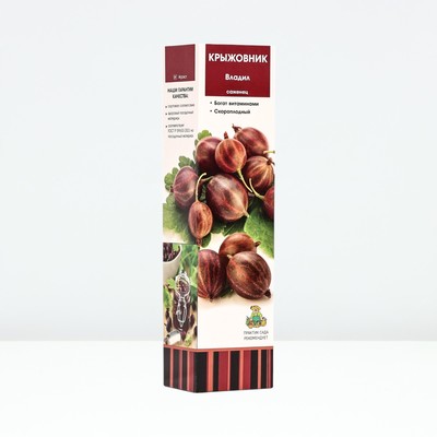 Крыжовник "Владил", туба, 1 шт, Весна 2025