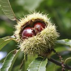 Каштан съедобный (посевной) "Сатива", туба, 1 шт, Весна 2024 9581968 - фото 8989762