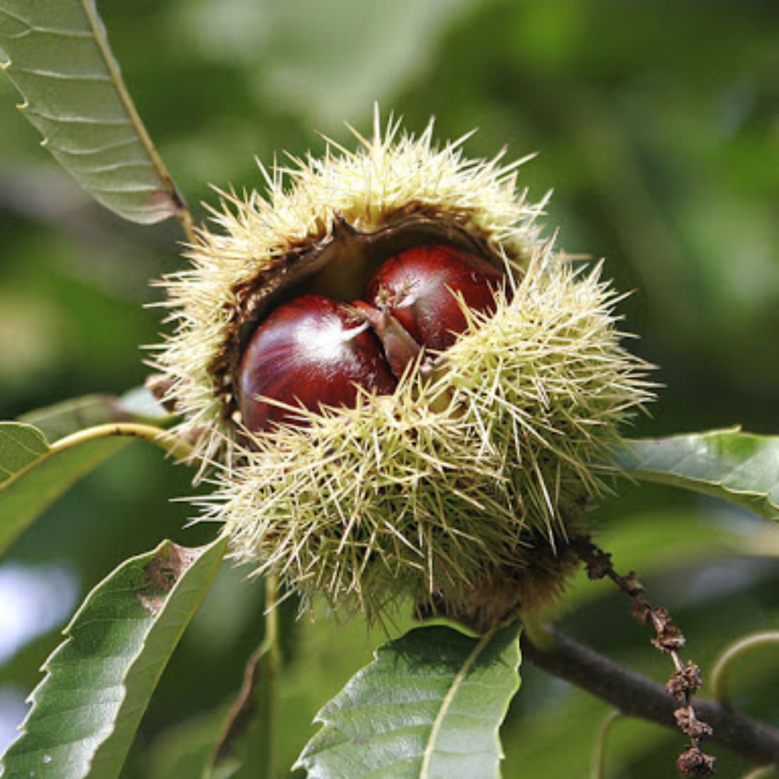 Конский каштан (Aesculus, Aesculus hippocastanum, Hippocastanaceae) - описание,