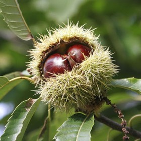 Каштан съедобный (посевной) 