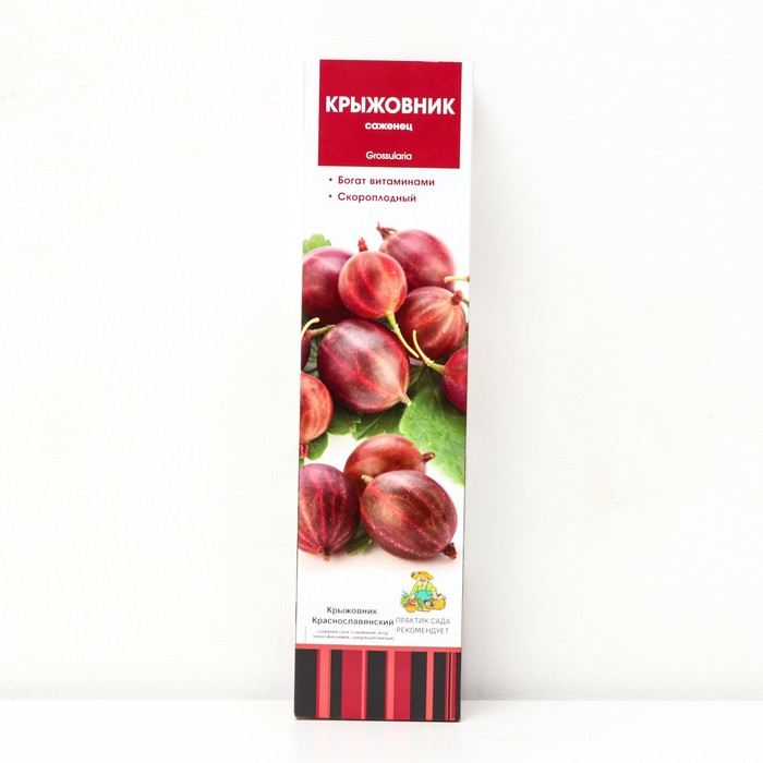 Крыжовник "Краснославянский", 1 шт, туба, Весна 2025 - Фото 1