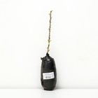 Крыжовник "Краснославянский", 1 шт, туба, Весна 2025 - Фото 2